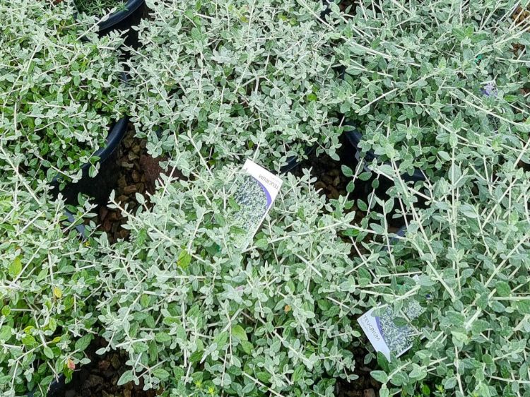 Picture of Teucrium fruticans