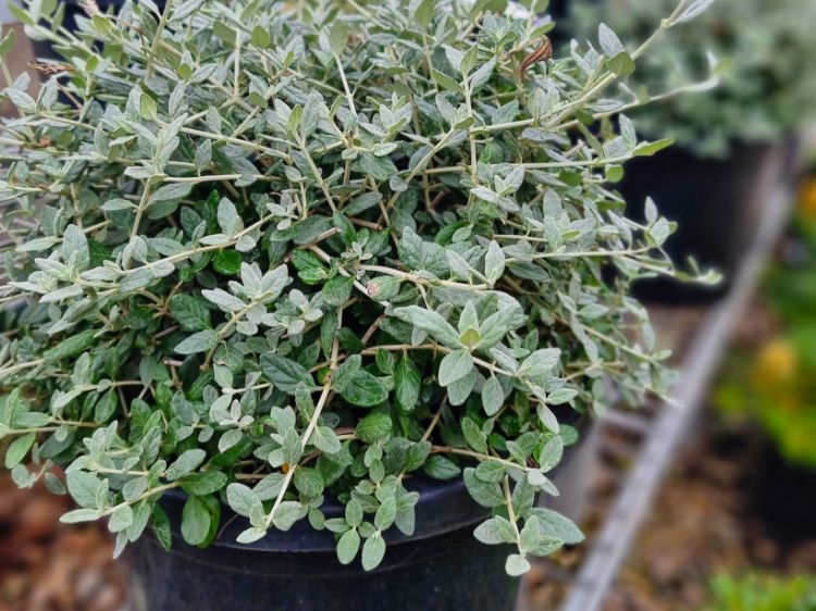 Picture of Teucrium fruticans