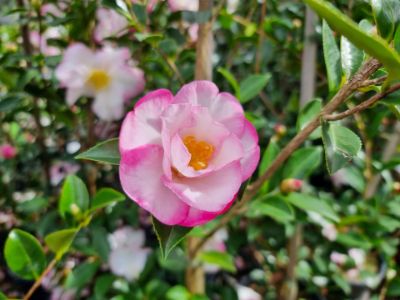 Picture of Camellia sasanqua Paradise Sarah