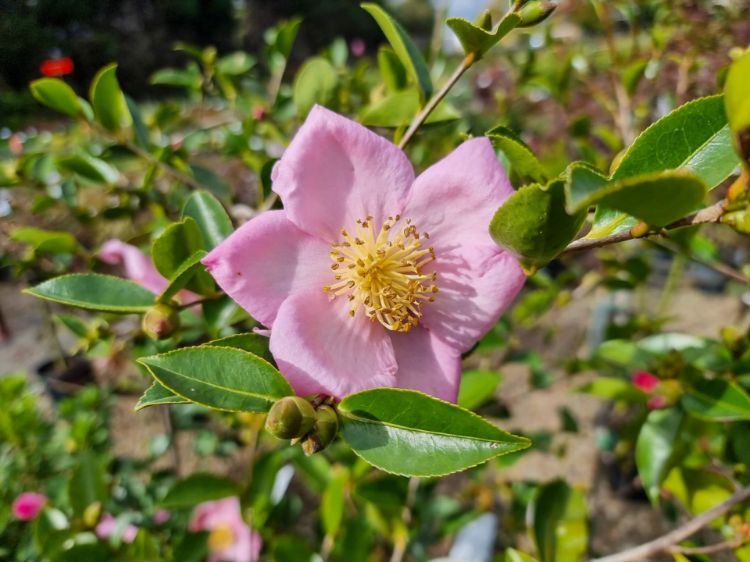 Picture of Camellia sasanqua Plantation Pink