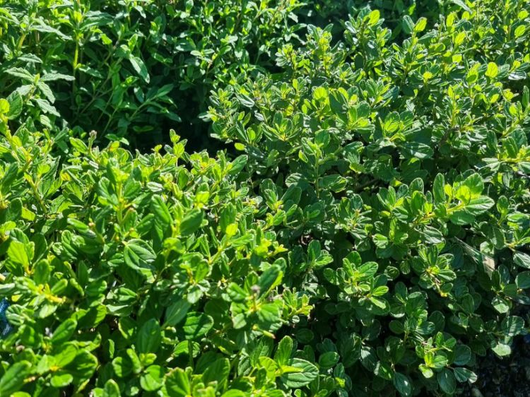 Picture of Ceanothus griseus horizontalis Yankee Point
