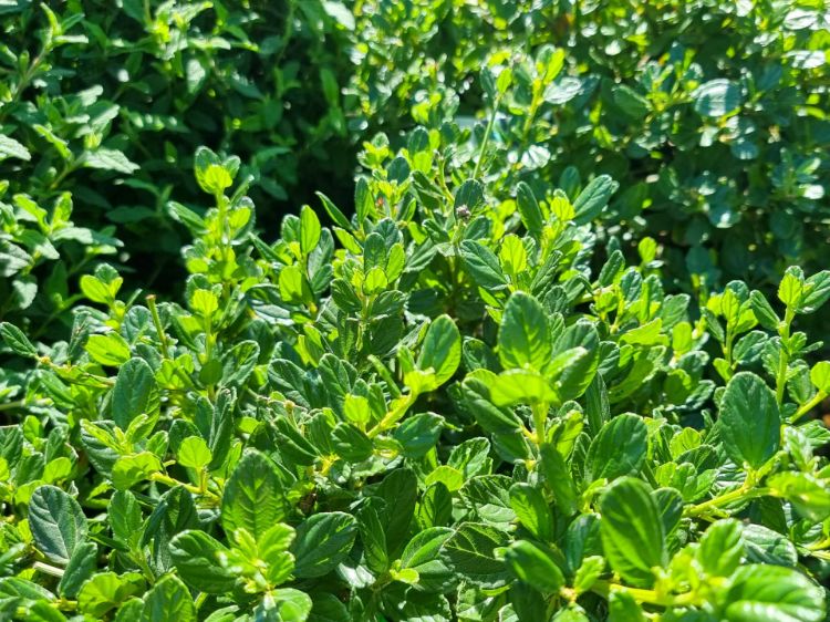 Picture of Ceanothus griseus horizontalis Yankee Point