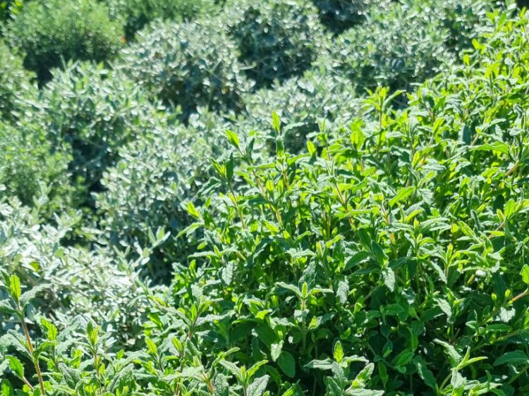 Picture of Cistus salviifolius
