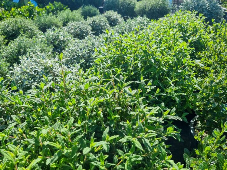 Picture of Cistus salviifolius
