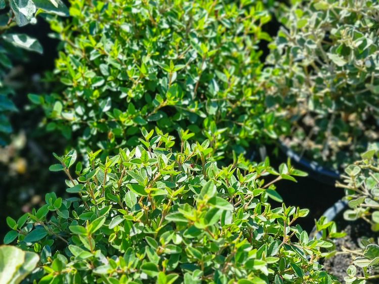 Picture of Correa reflexa pulchella Dusky Bells