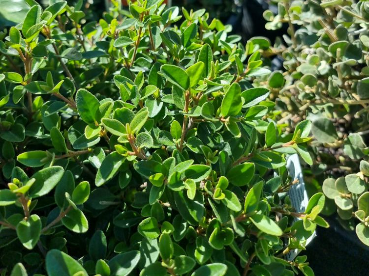 Picture of Correa reflexa pulchella Dusky Bells