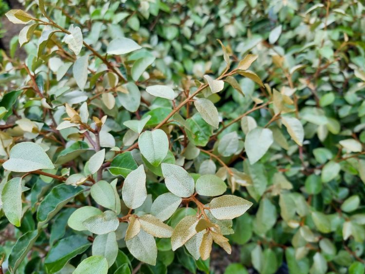 Picture of Elaeagnus ebbingei