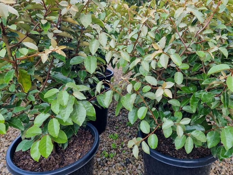 Picture of Elaeagnus ebbingei