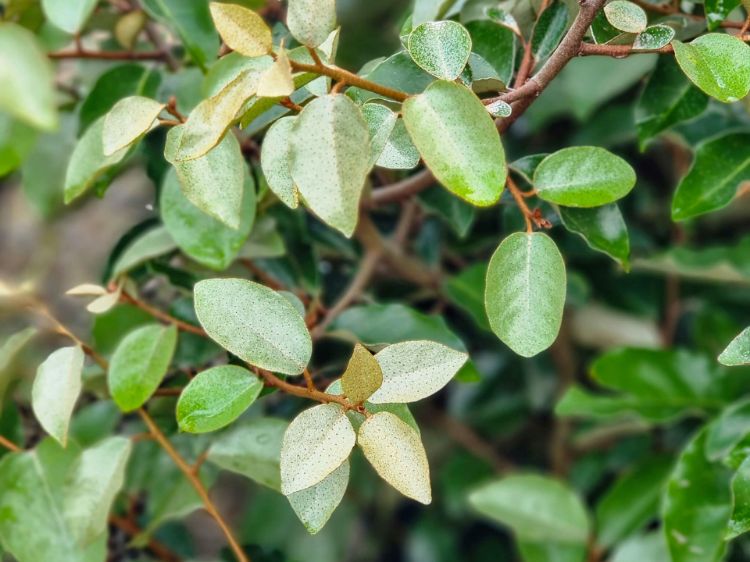 Picture of Elaeagnus ebbingei