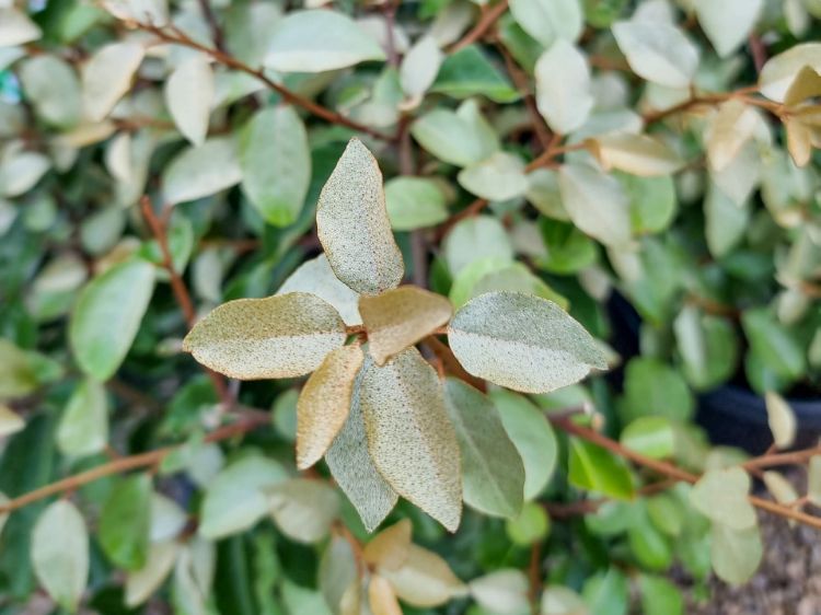 Picture of Elaeagnus ebbingei