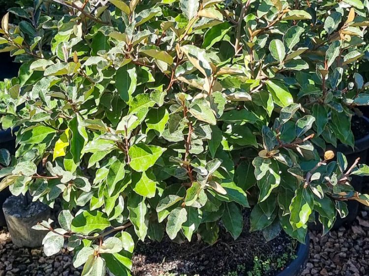 Picture of Elaeagnus ebbingei