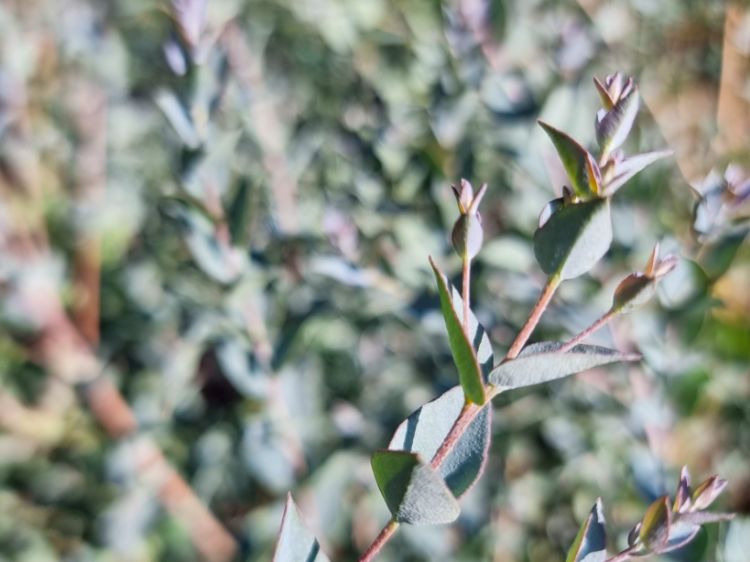 Picture of Eucalyptus latens Moon Lagoon