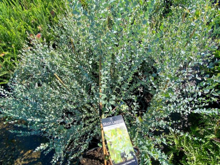 Picture of Eucalyptus latens Moon Lagoon