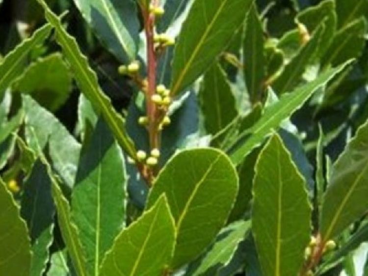 Picture of Laurus nobilis Miles Choice
