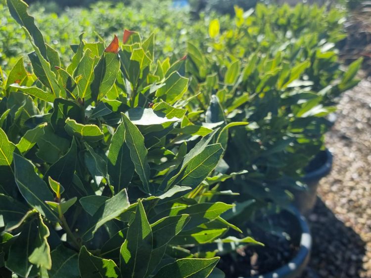 Picture of Laurus nobilis Miles Choice