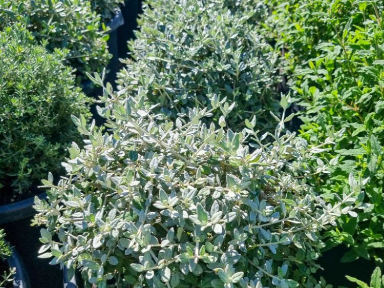 Picture of Teucrium fruticans