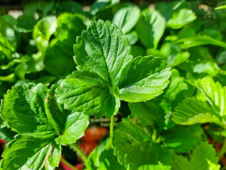 Picture of Fragaria ananassa Temptation
