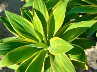 Picture of Agave attenuata White Stripe