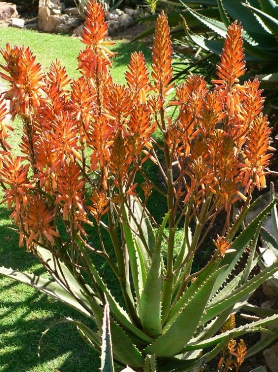 Picture of Aloe hybrida Copper Shower PBR