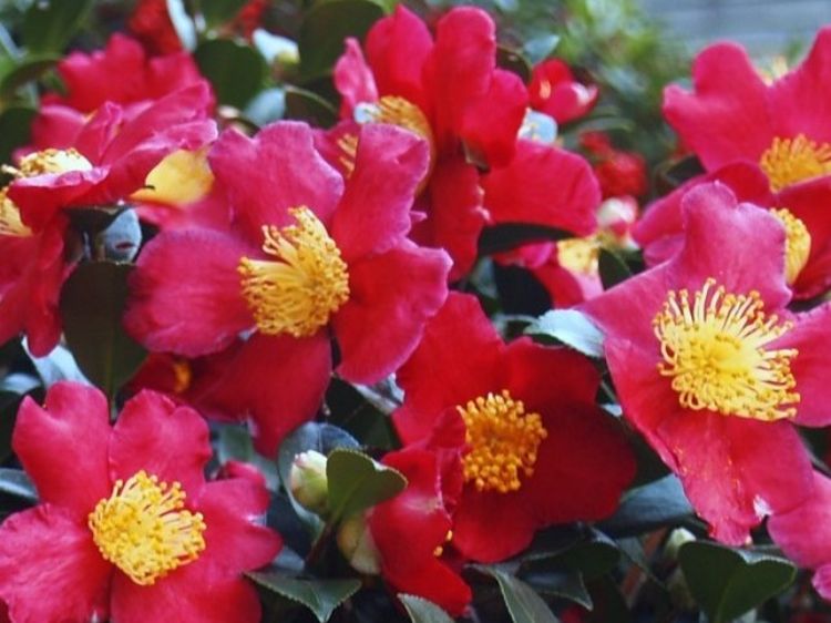Picture of Camellia sasanqua Yuletide
