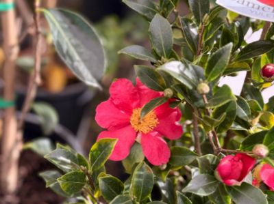 Picture of Camellia sasanqua Yuletide