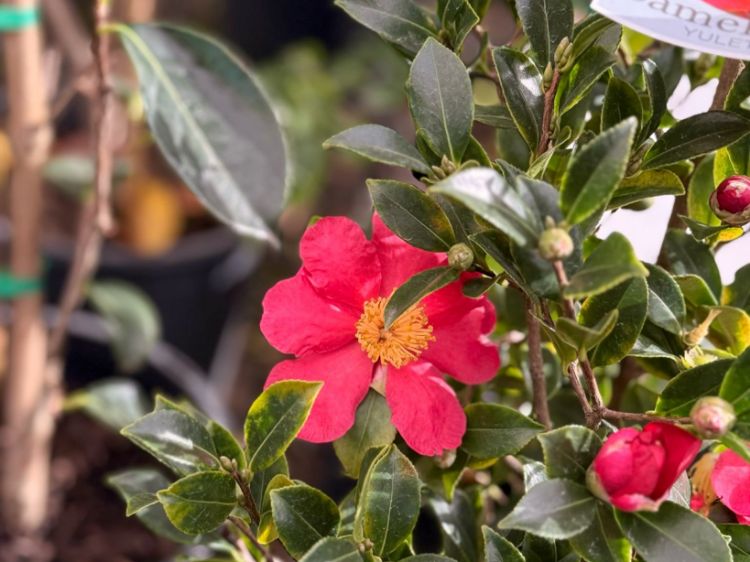 Picture of Camellia sasanqua Yuletide