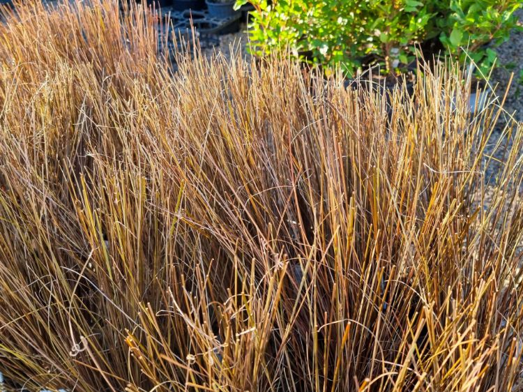 Picture of Carex buchananii