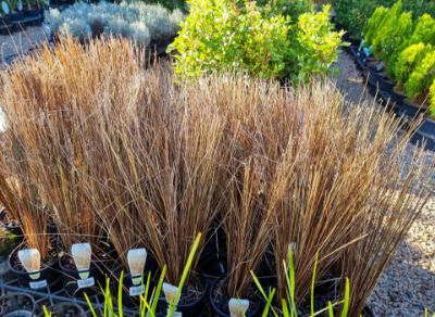 Picture of Carex buchananii