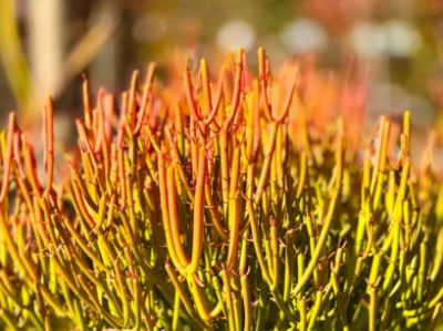Picture of Euphorbia tirucalli Firesticks