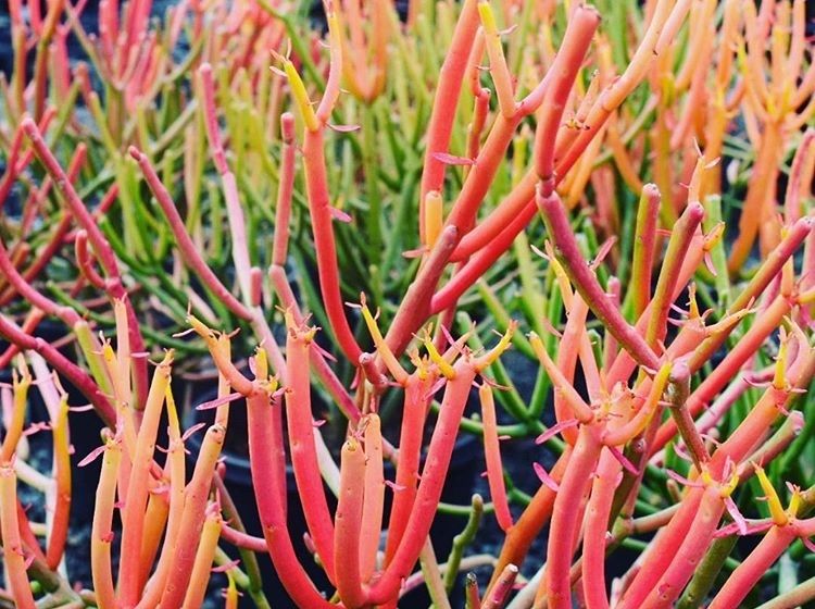 Picture of Euphorbia tirucalli Firesticks