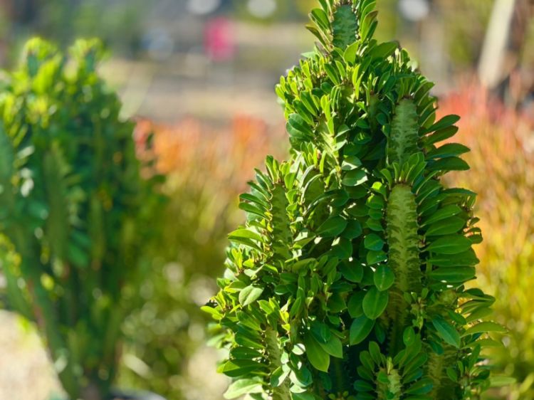 Picture of Euphorbia trigona