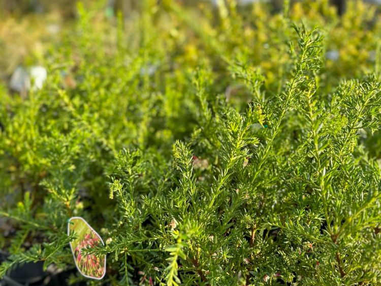 Picture of Grevillea hybrida Hills Jubilee