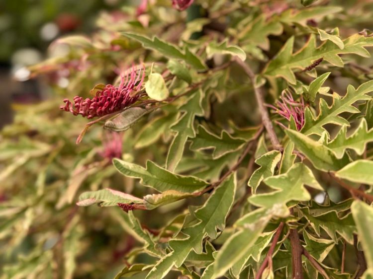 Picture of Grevillea hybrida Sunkissed Waters