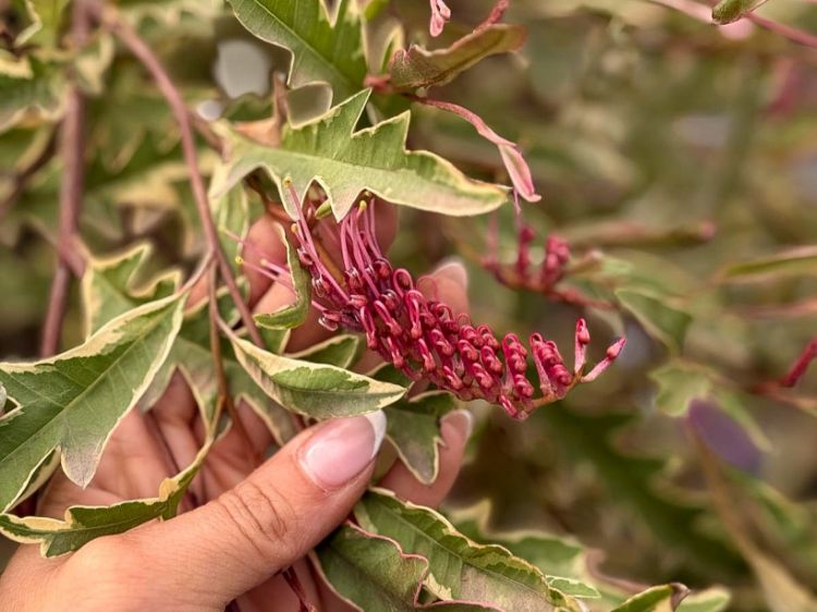 Picture of Grevillea hybrida Sunkissed Waters