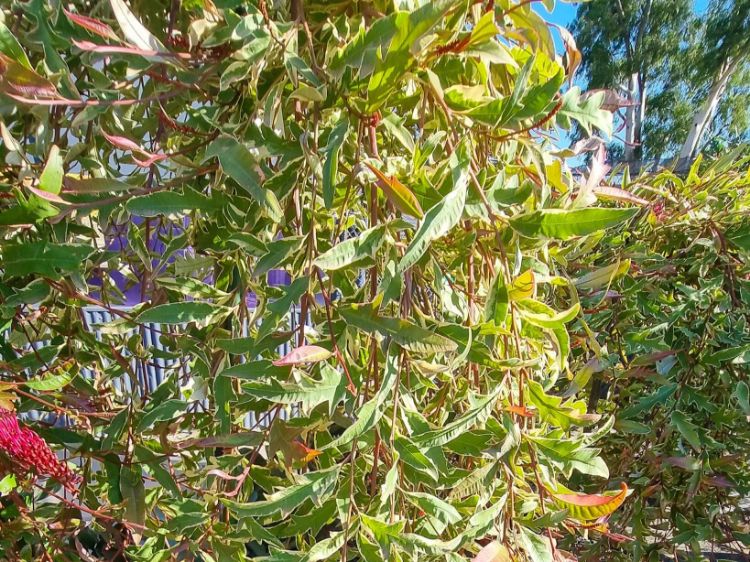 Picture of Grevillea hybrida Sunkissed Waters