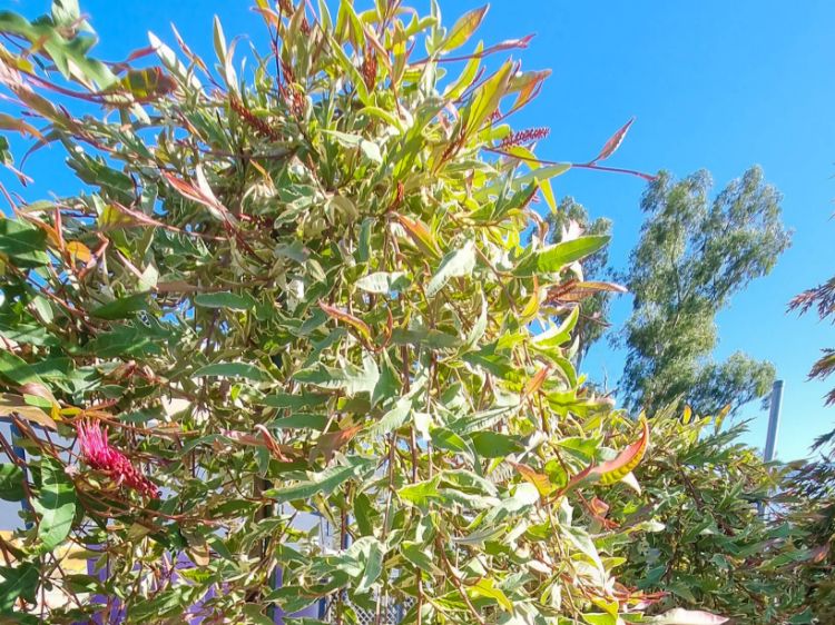 Picture of Grevillea hybrida Sunkissed Waters