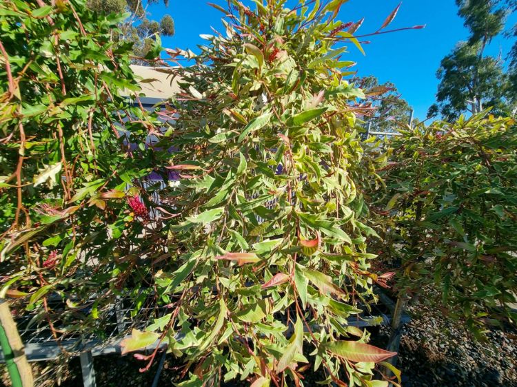 Picture of Grevillea hybrida Sunkissed Waters