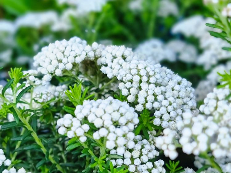 Picture of Ozothamnus diosmifolius Radiance