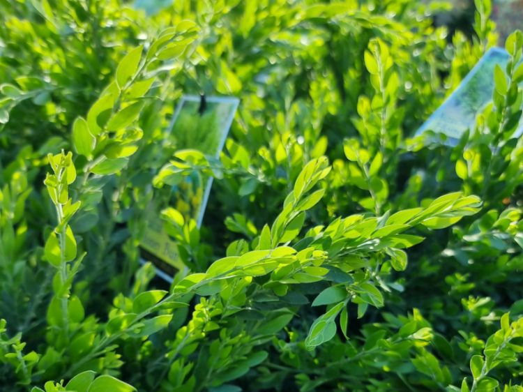 Picture of Acacia howittii Honey Bun