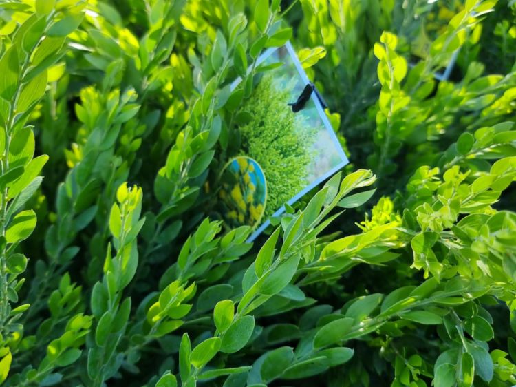 Picture of Acacia howittii Honey Bun