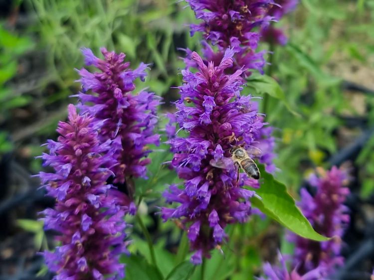 Picture of Agastache hybrida Blue Boa