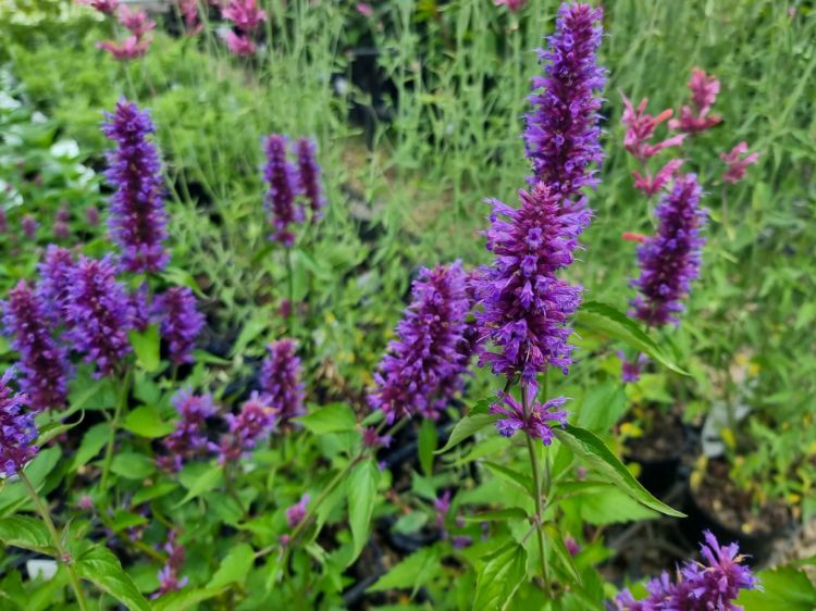 Picture of Agastache hybrida Blue Boa
