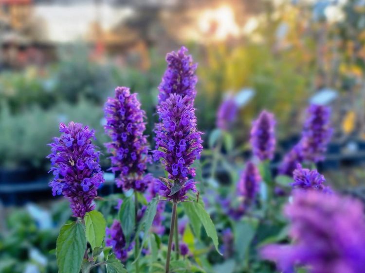 Picture of Agastache hybrida Blue Boa