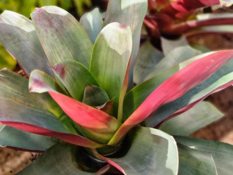 Picture of Alcantarea imperialis Silver Plum