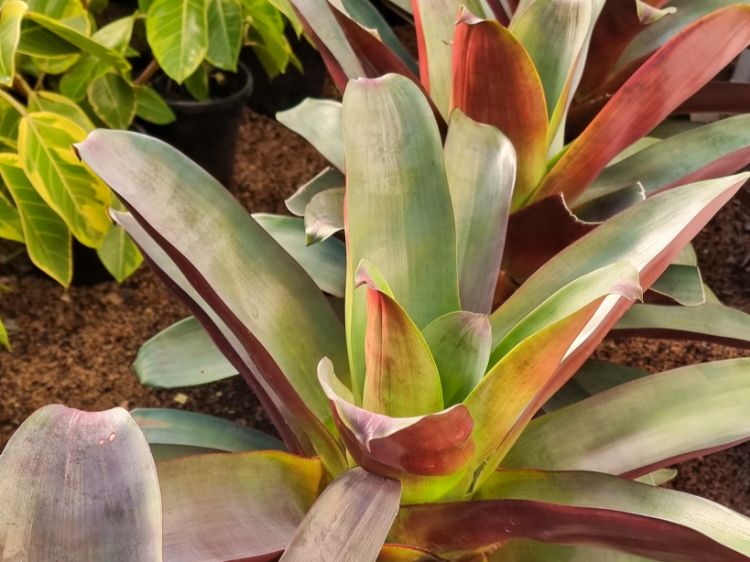 Picture of Alcantarea imperialis Silver Plum