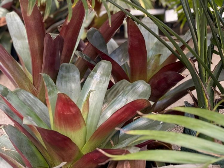 Picture of Alcantarea imperialis Silver Plum