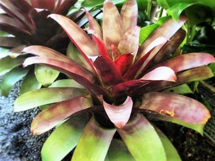 Picture of Alcantarea imperialis Silver Plum