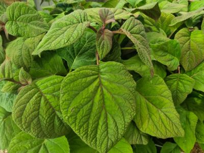 Picture of Bartlettina sordida