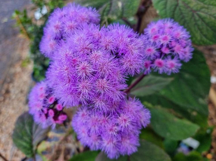 Picture of Bartlettina sordida