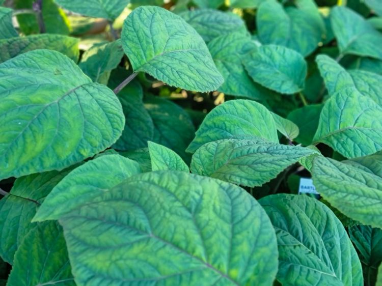 Picture of Bartlettina sordida